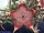 Edithcolea grandis Sordida