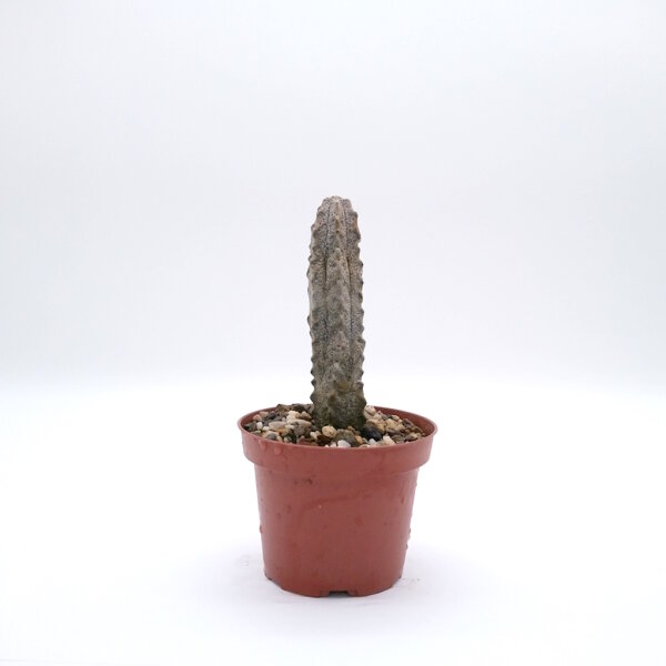 Euphorbia abdelkuri