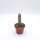 Euphorbia abdelkuri