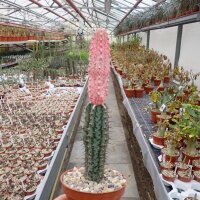 Euphorbia abdelkuri cv. Damask  gepfr.