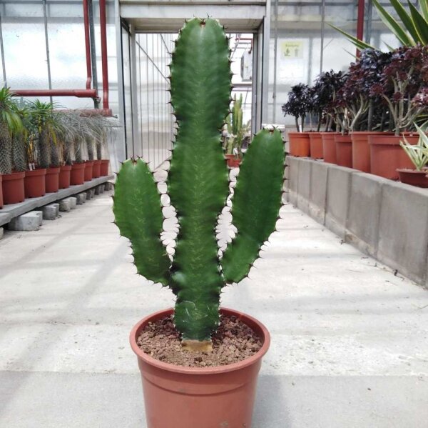 Euphorbia acrurensis