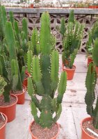 Euphorbia acrurensis