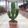 Euphorbia acrurensis