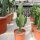 Euphorbia acrurensis