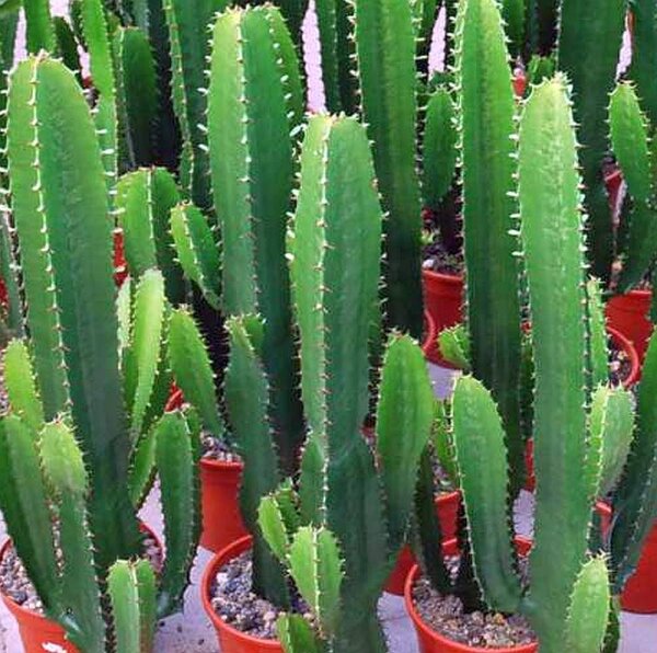 Euphorbia acrurensis