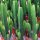 Euphorbia acrurensis
