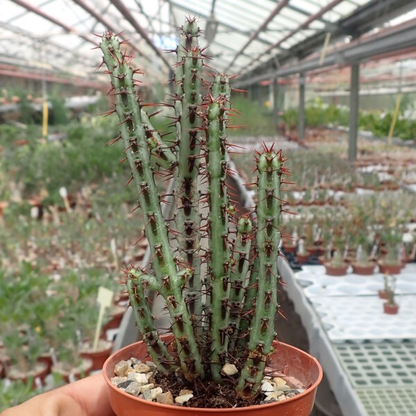 Euphorbia aeruginosa