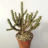 Euphorbia aeruginosa