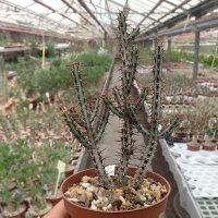 Euphorbia aeruginosa