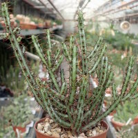 Euphorbia aeruginosa