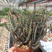 Euphorbia aeruginosa