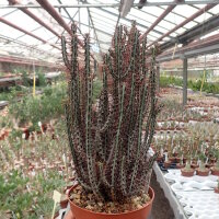 Euphorbia aeruginosa