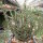 Euphorbia aeruginosa