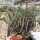 Euphorbia aeruginosa