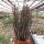 Euphorbia aeruginosa