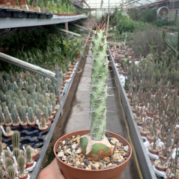 Euphorbia Cape Guardacafui gepfr.
