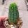 Euphorbia aggregata