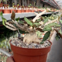 Euphorbia ambovombensis Ambovombe, Madagaskar CITES, not...