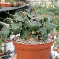 Euphorbia ambovombensis Ambovombe, Madagaskar CITES, not...