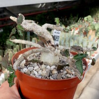 Euphorbia ambovombensis Ambovombe, Madagaskar CITES, not outside EU