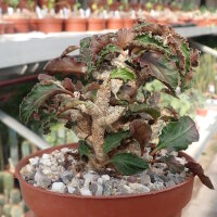 Euphorbia ambovombensis Ambovombe, Madagaskar CITES, not outside EU