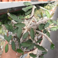 Euphorbia ambovombensis Ambovombe, Madagaskar CITES, not outside EU