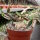 Euphorbia ambovombensis Ambovombe, Madagaskar CITES, not outside EU