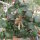 Euphorbia ambovombensis Ambovombe, Madagaskar CITES, not outside EU