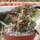 Euphorbia ambovombensis Ambovombe, Madagaskar CITES, not outside EU