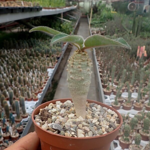 Euphorbia ankarensis Madagaskar