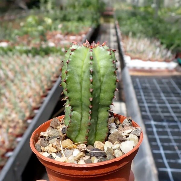 Euphorbia anoplia