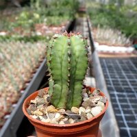 Euphorbia anoplia