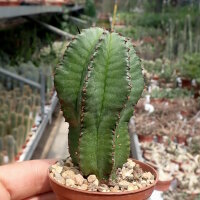 Euphorbia anoplia
