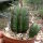 Euphorbia anoplia