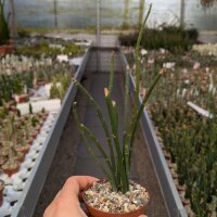 Euphorbia antisyphilitica