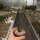 Euphorbia antisyphilitica