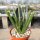 Euphorbia aphylla