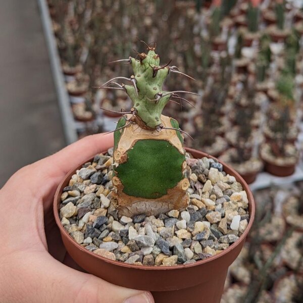Euphorbia atrox gepfr.