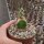 Euphorbia atrox gepfr.