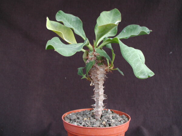 Euphorbia aureo-viridiflora