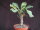 Euphorbia aureo-viridiflora