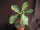 Euphorbia aureo-viridiflora