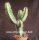 Euphorbia avasmontana