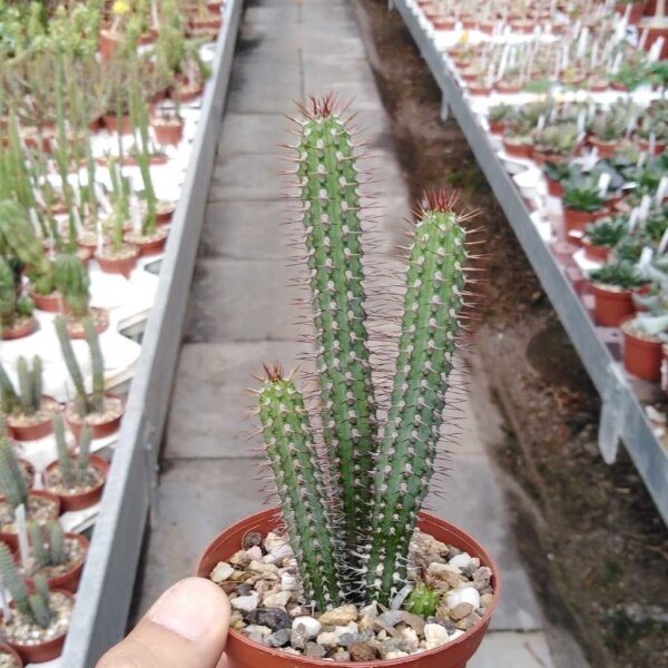 Euphorbia baioensis