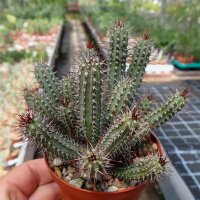 Euphorbia baioensis
