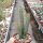 Euphorbia baioensis