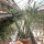 Euphorbia baioensis