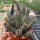 Euphorbia baioensis