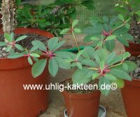 Euphorbia bongolavensis Port-Berger, Madagaskar, humoser...
