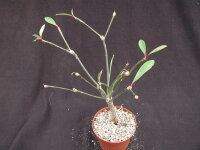 Euphorbia bongolavensis Port-Berger, Madagaskar, humoser...